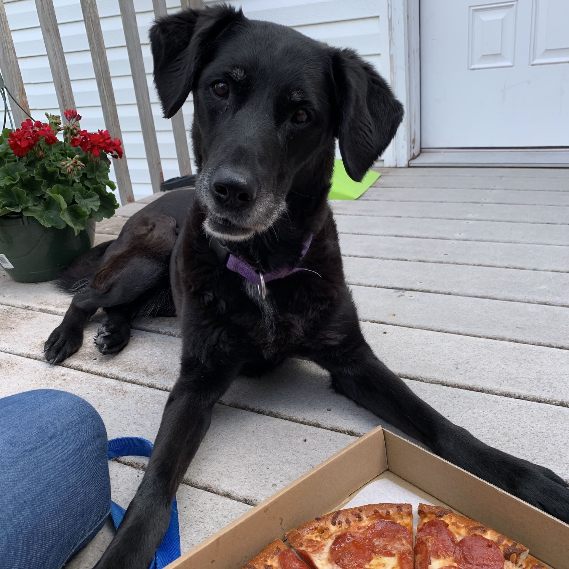 Moose Junction Pizza Pup